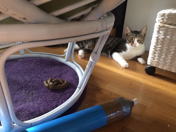 He Didn't Even Care To Leave The Scene Of The Crime.