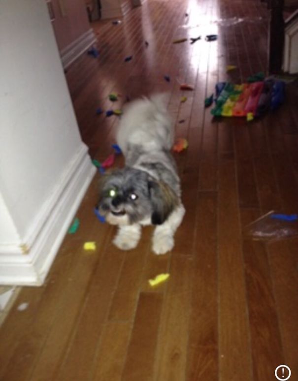 Bought Myself A Pad For Kneeling On While Gardening. This Jerk Decided To Open And Test It For Me.