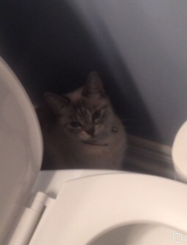 I Didn't Do It Mom. Look For The Asshole Cat. She Did I!