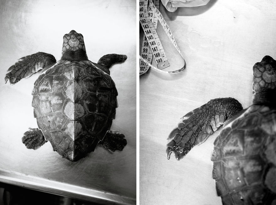 I've Been Photographing The Sea Turtle Rescue Center For 4 Years I've Been Photographing The Sea Turtle Rescue Center For 4 Years