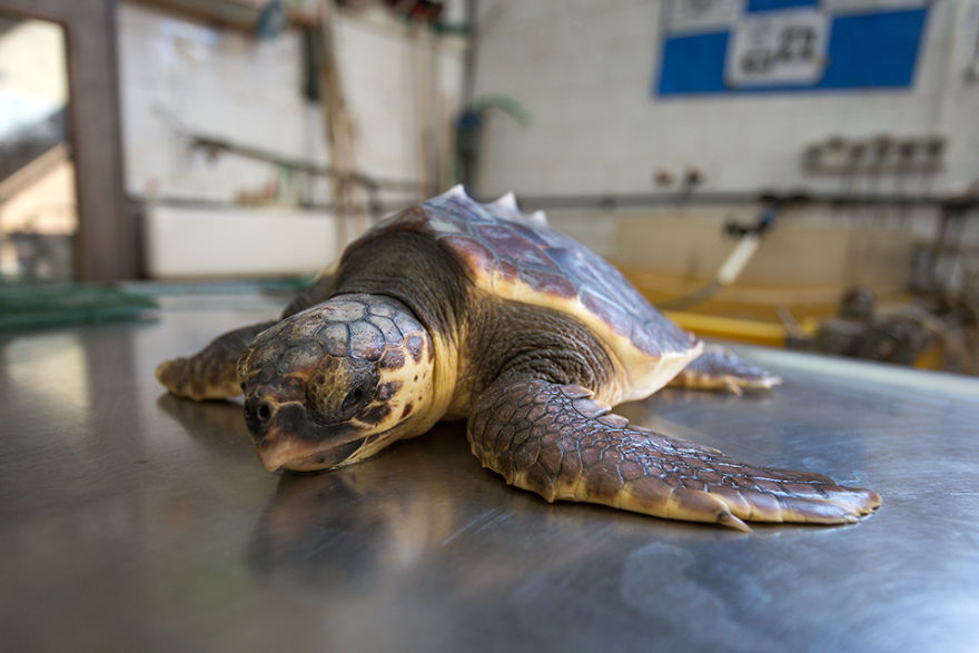 I've Been Photographing The Sea Turtle Rescue Center For 4 Years I've Been Photographing The Sea Turtle Rescue Center For 4 Years