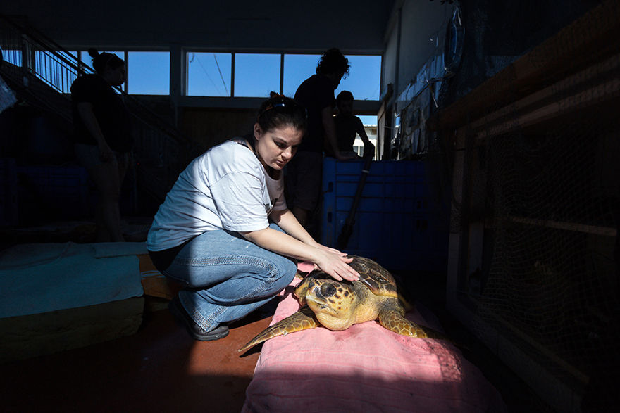 I've Been Photographing The Sea Turtle Rescue Center For 4 Years I've Been Photographing The Sea Turtle Rescue Center For 4 Years
