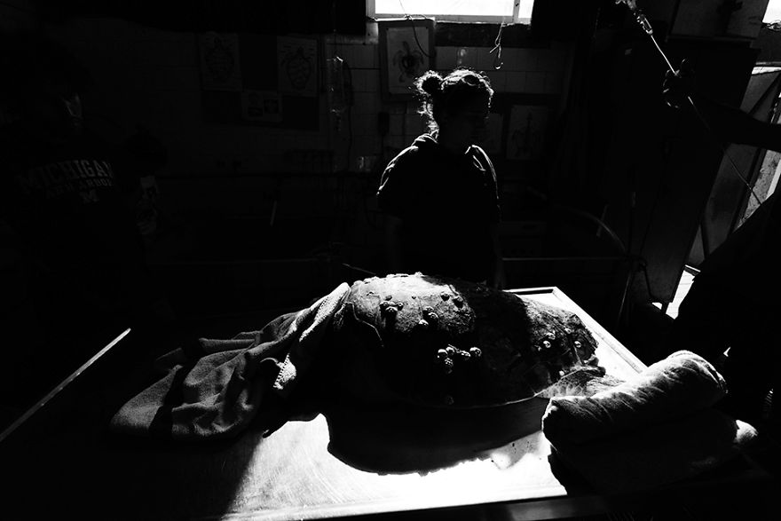 I've Been Photographing The Sea Turtle Rescue Center For 4 Years