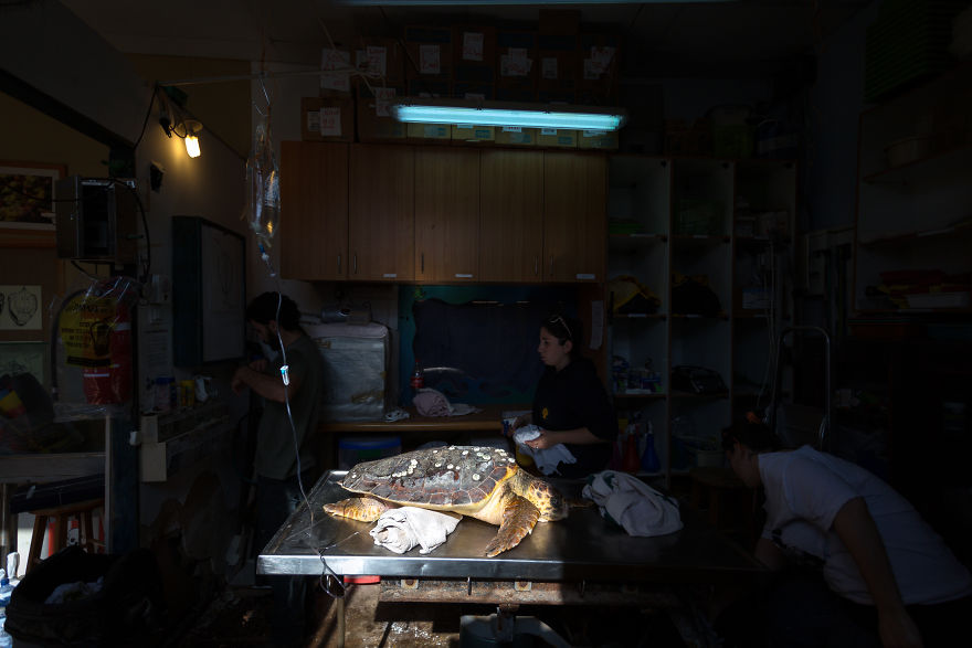 I've Been Photographing The Sea Turtle Rescue Center For 4 Years