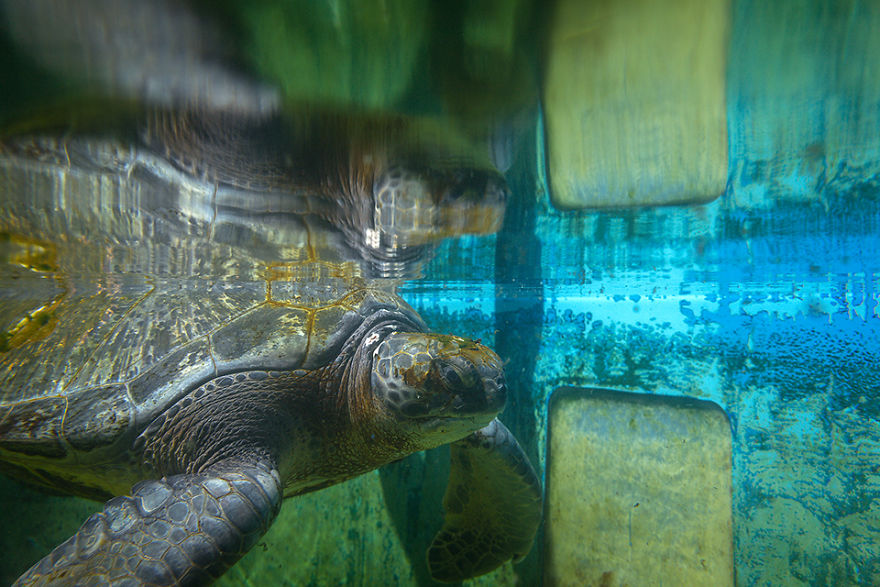 I've Been Photographing The Sea Turtle Rescue Center For 4 Years I've Been Photographing The Sea Turtle Rescue Center For 4 Years