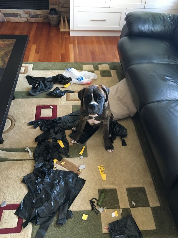 First Time At Home Alone Went Well..