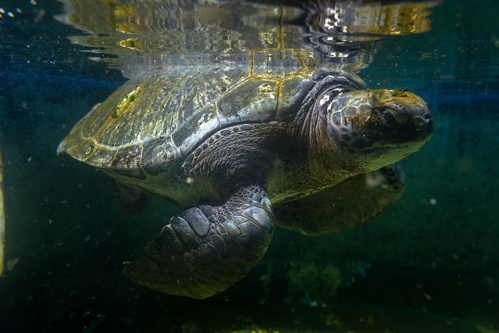 I’ve Been Photographing The Sea Turtle Rescue Center For 4 Years