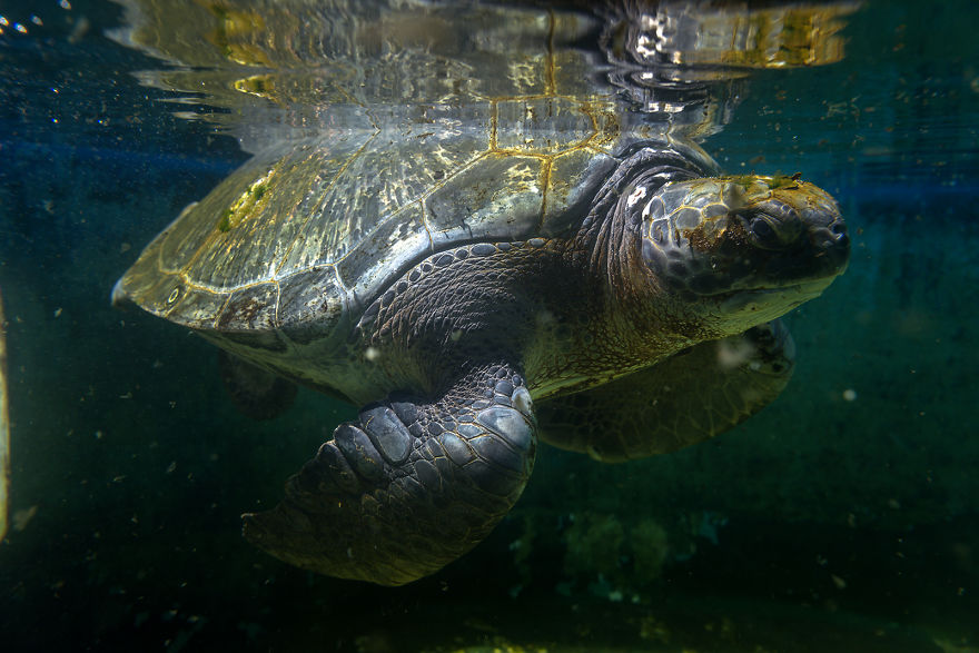 I've Been Photographing The Sea Turtle Rescue Center For 4 Years