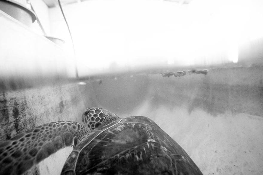 I've Been Photographing The Sea Turtle Rescue Center For 4 Years I've Been Photographing The Sea Turtle Rescue Center For 4 Years