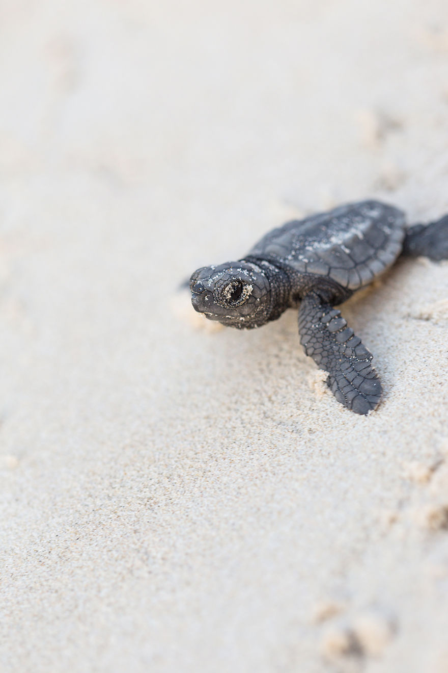I've Been Photographing The Sea Turtle Rescue Center For 4 Years