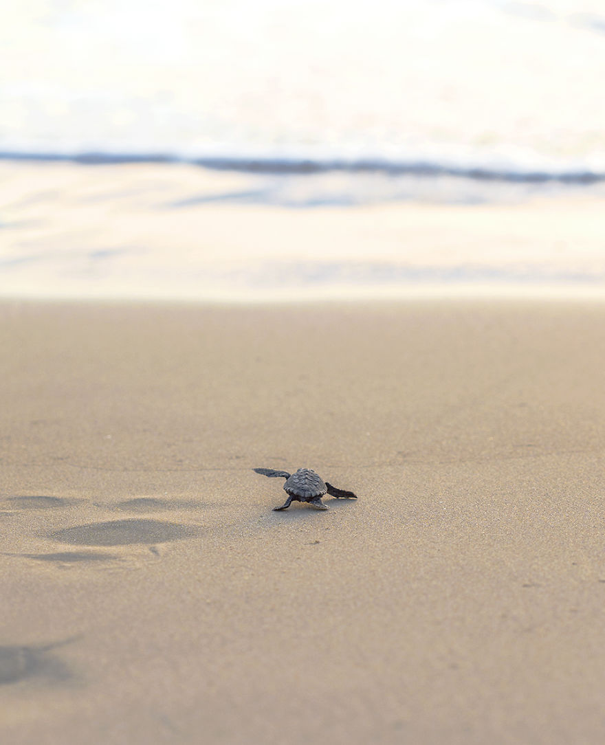 I've Been Photographing The Sea Turtle Rescue Center For 4 Years