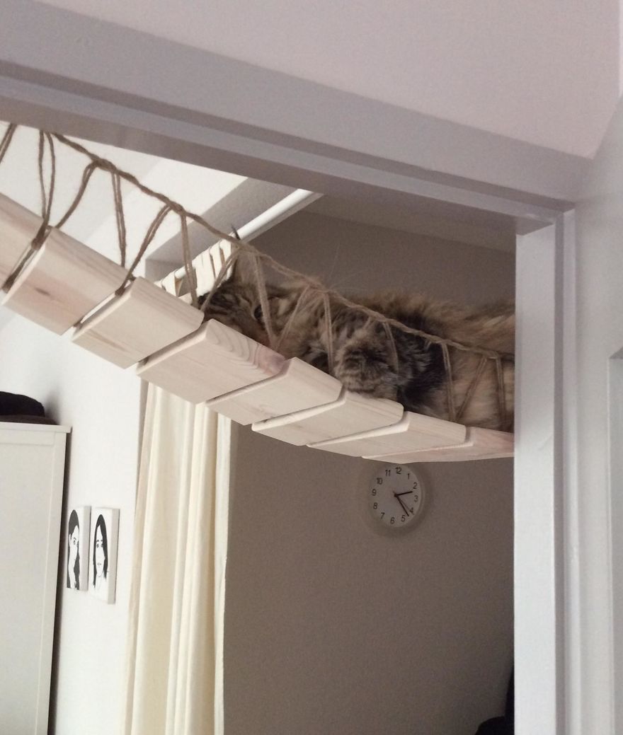 We Created An Indiana Jones Bridge For Our Cat We Created An Indiana Jones Bridge For Our Cat