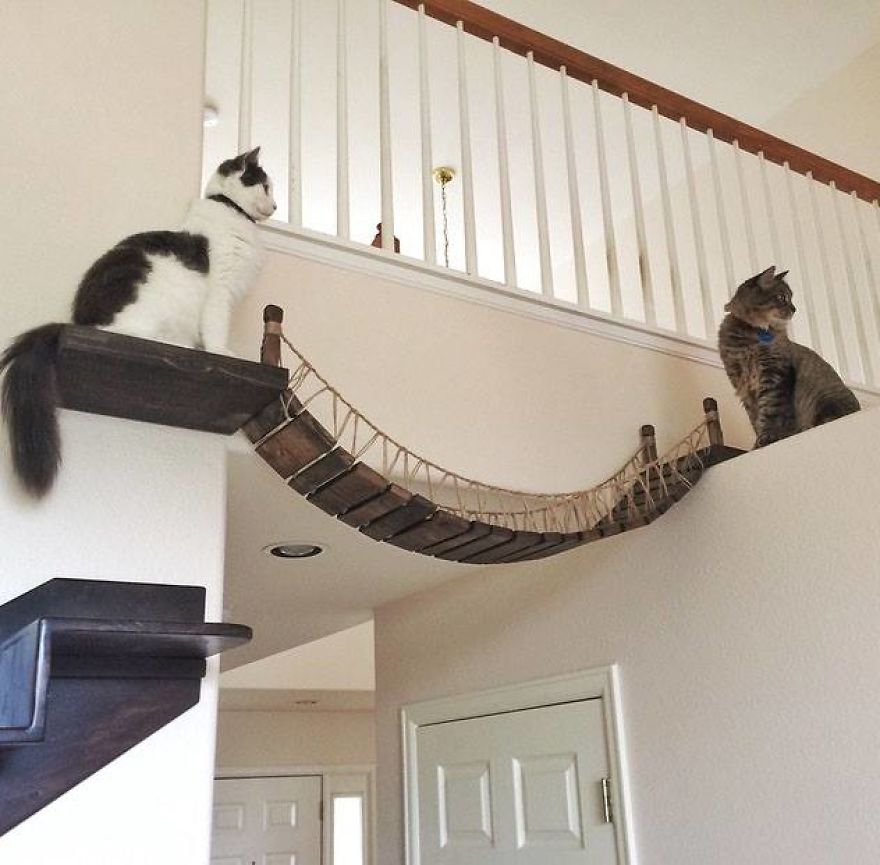 We Created An Indiana Jones Bridge For Our Cat