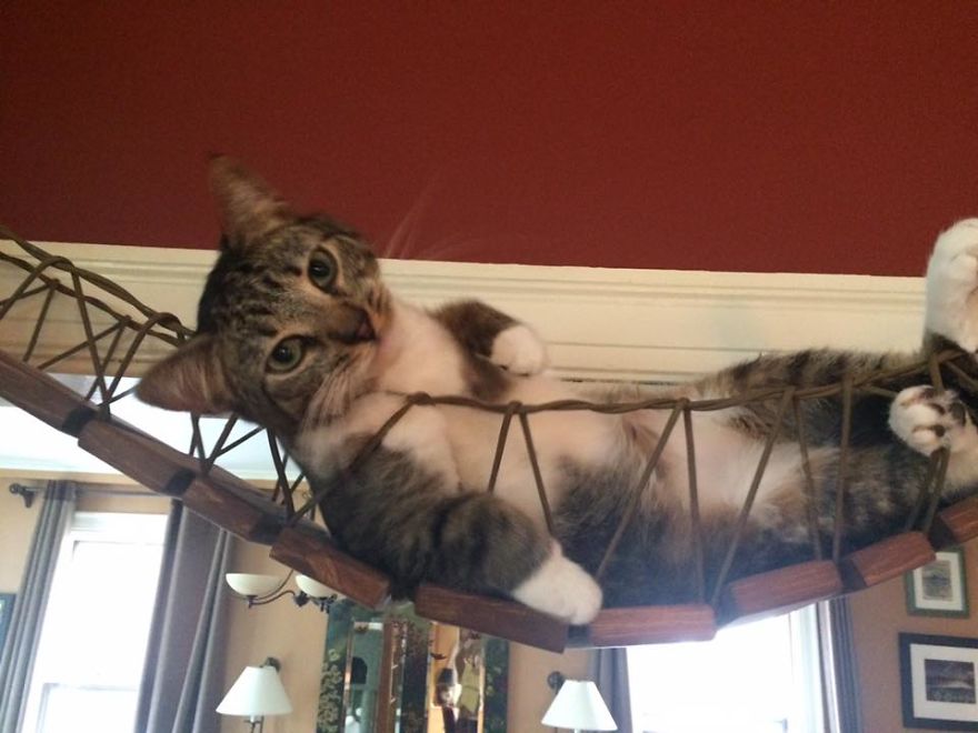 We Created An Indiana Jones Bridge For Our Cat We Created An Indiana Jones Bridge For Our Cat