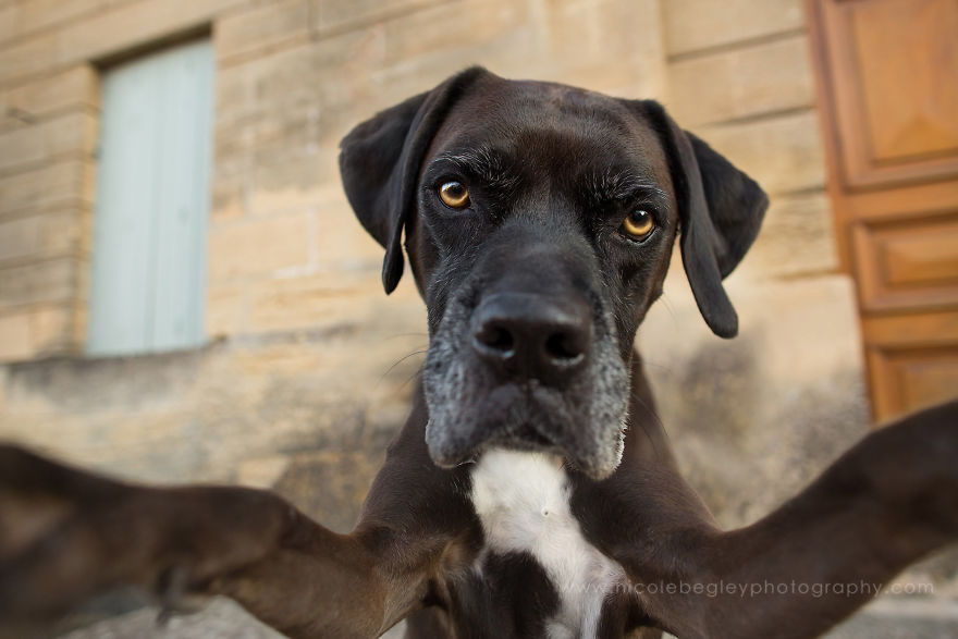 These Dogs Have Mastered The Art Of The Selfie These Dogs Have Mastered The Art Of The Selfie