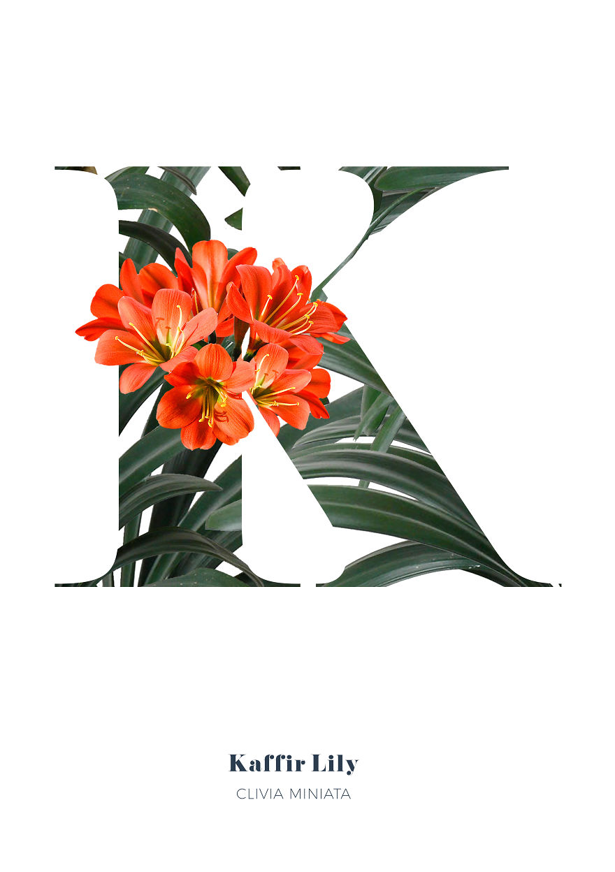 I Wanted To See What The Alphabet Would Look Like Made Out Of Flowers I Wanted To See What The Alphabet Would Look Like Made Out Of Flowers