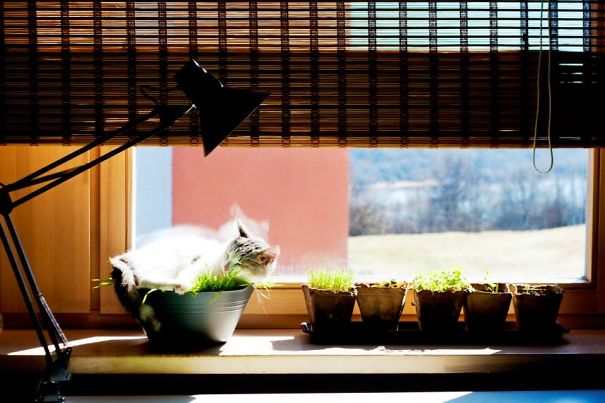 Kittens Grow So Fast