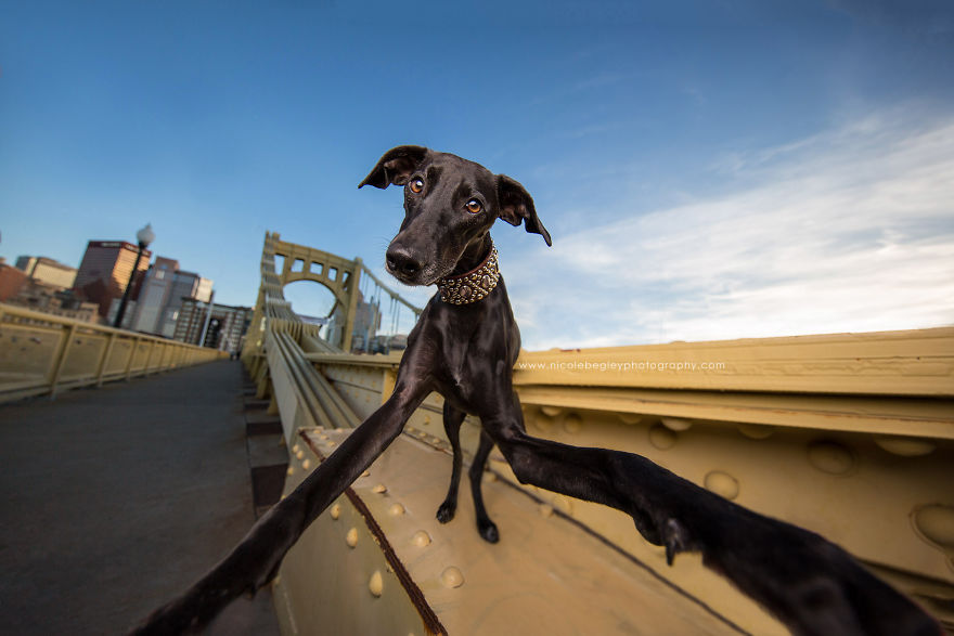 These Dogs Have Mastered The Art Of The Selfie These Dogs Have Mastered The Art Of The Selfie