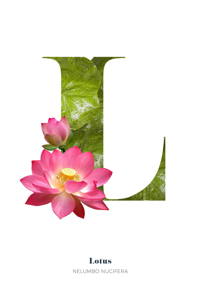 I Wanted To See What The Alphabet Would Look Like Made Out Of Flowers