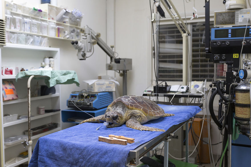I've Been Photographing The Sea Turtle Rescue Center For 4 Years