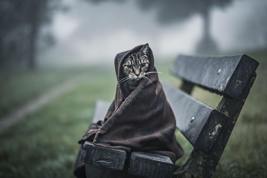 Meet Tommie, The Adorable Jedi Cat