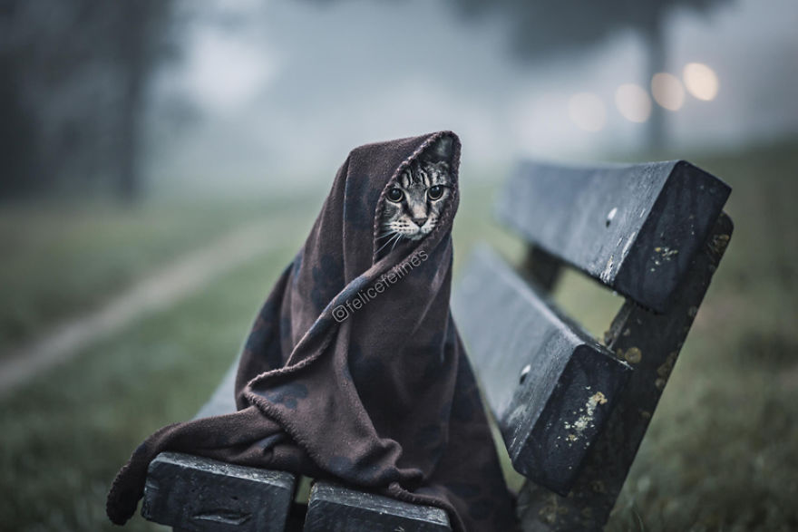 Meet Tommie, The Adorable Jedi Cat