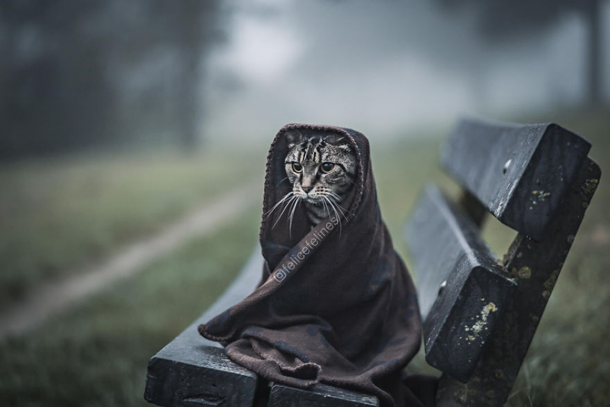 Meet Tommie, The Adorable Jedi Cat