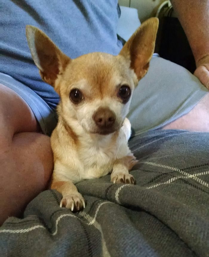 As A Stray, She Went Shopping For People At The Grocery Store. After Being Chased By The Staff, She Chose To Purchase Us. The Rest Is History.