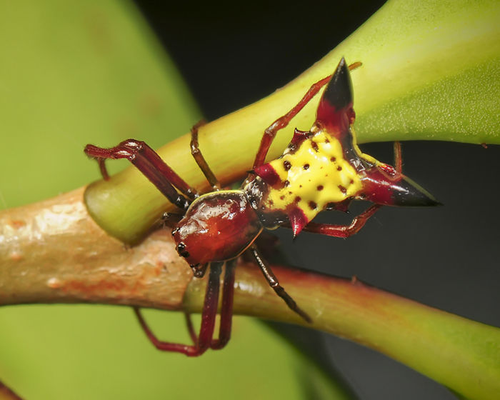 The Backside Of This Rare Spider Looks Like Pikachu From Your Nightmares The Backside Of This Rare Spider Looks Like Pikachu From Your Nightmares