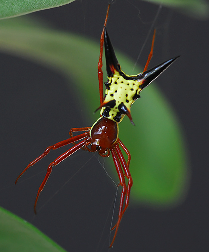 The Backside Of This Rare Spider Looks Like Pikachu From Your Nightmares
