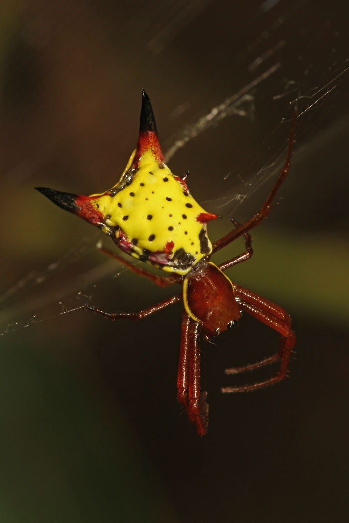 The Backside Of This Rare Spider Looks Like Pikachu From Your Nightmares The Backside Of This Rare Spider Looks Like Pikachu From Your Nightmares