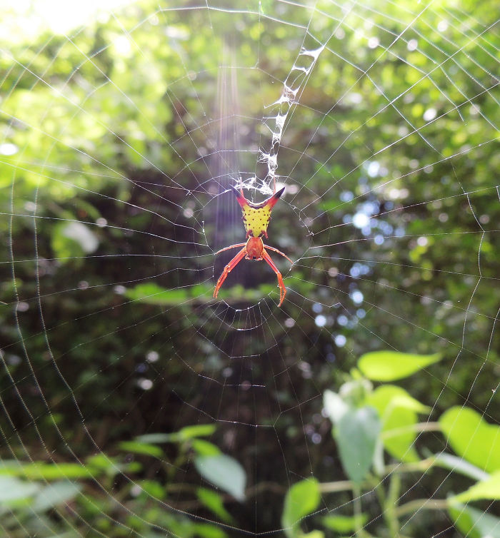 The Backside Of This Rare Spider Looks Like Pikachu From Your Nightmares