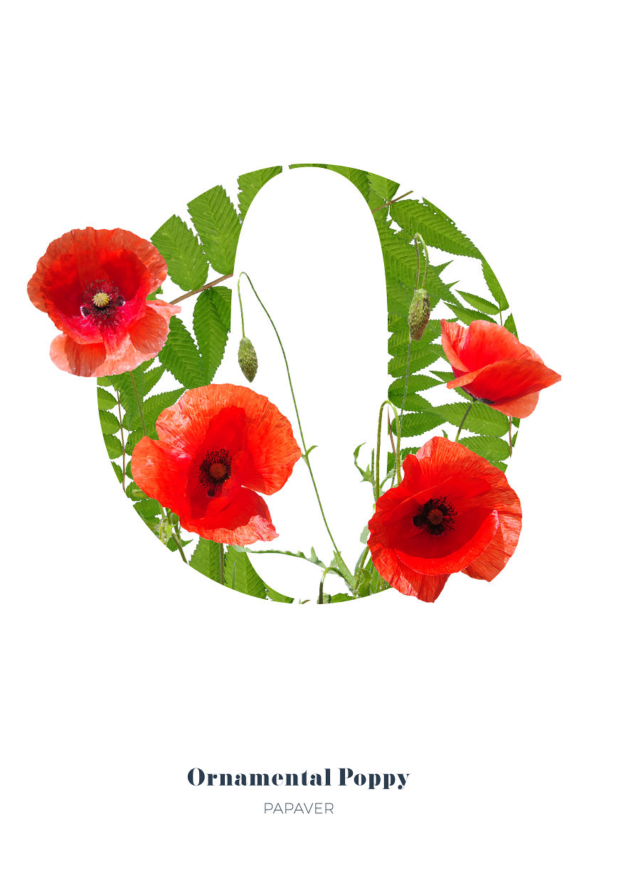 I Wanted To See What The Alphabet Would Look Like Made Out Of Flowers