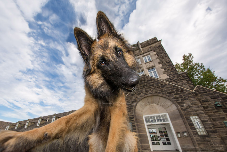 These Dogs Have Mastered The Art Of The Selfie