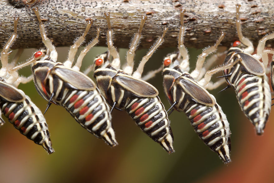 I Photographed Evidence Of Maternal Instincts In Insects I Photographed Evidence Of Maternal Instincts In Insects