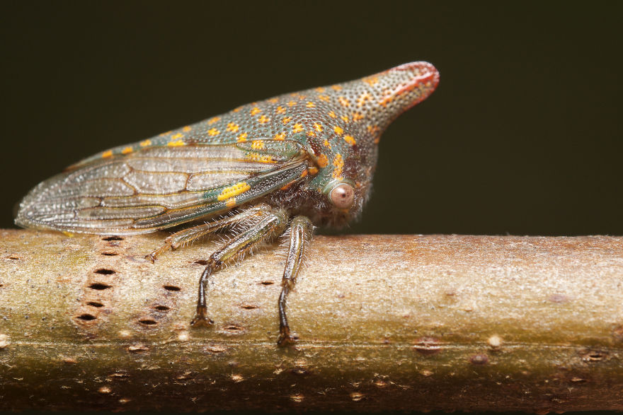 I Photographed Evidence Of Maternal Instincts In Insects I Photographed Evidence Of Maternal Instincts In Insects