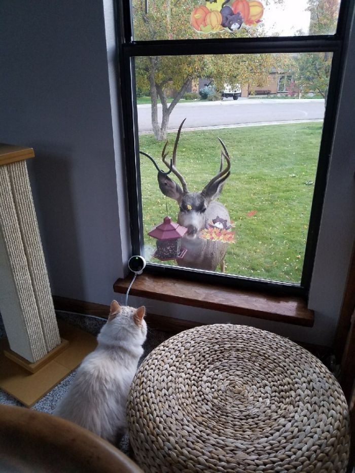 The Moment This Owner Realized His Cat Is A Disney Princess The Moment This Owner Realized His Cat Is A Disney Princess