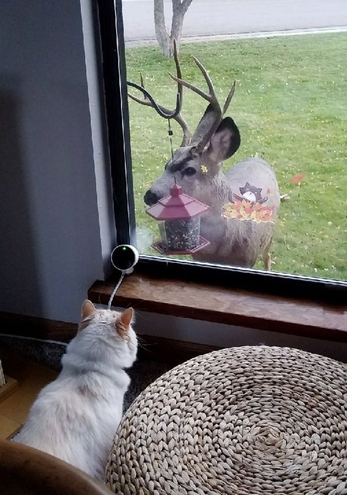 The Moment This Owner Realized His Cat Is A Disney Princess The Moment This Owner Realized His Cat Is A Disney Princess