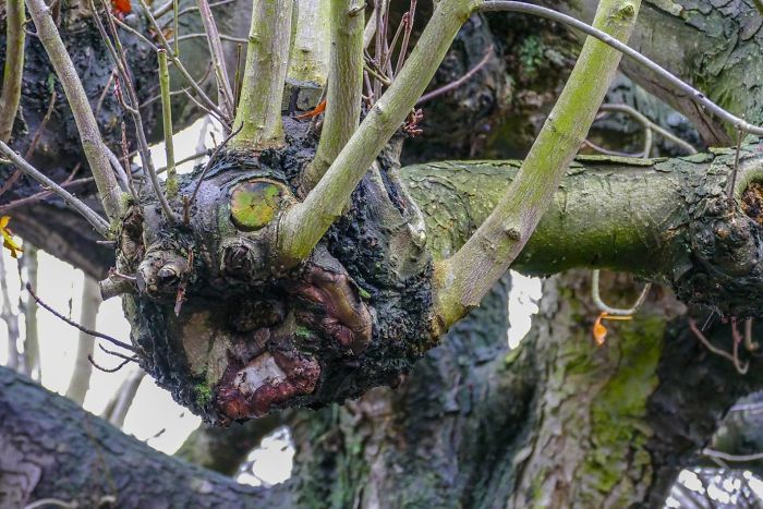 I Imagined This As Being Some Sort Of Dragon Coming Out Of The Tree Trunk.