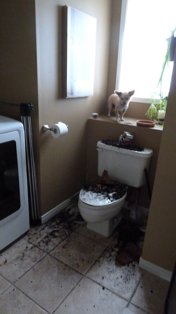 1er Essai De Jardinage