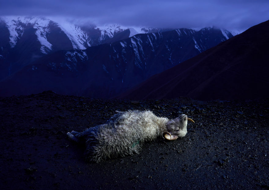 The Mountain Shepherds In Georgia The Mountain Shepherds In Georgia
