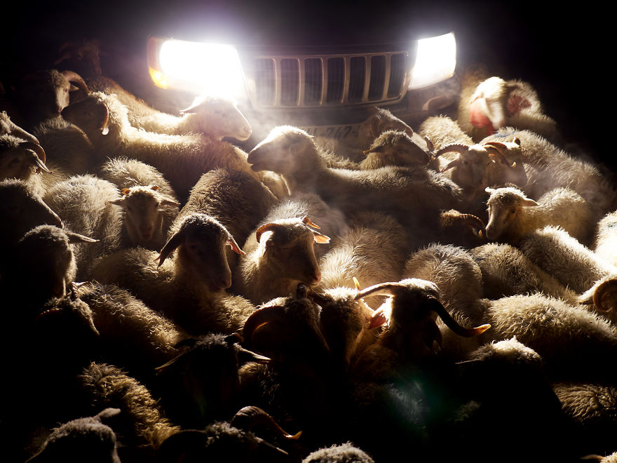 The Mountain Shepherds In Georgia