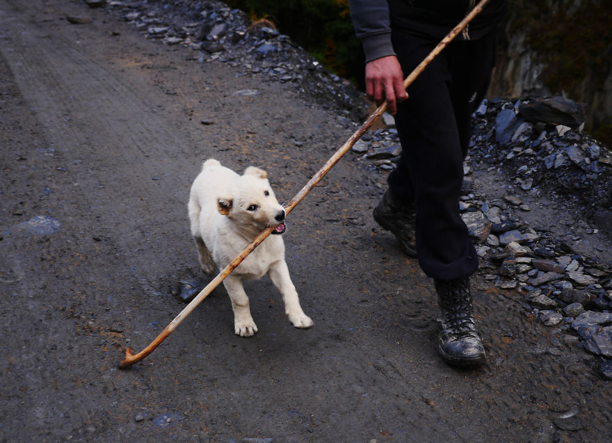 The Mountain Shepherds In Georgia
