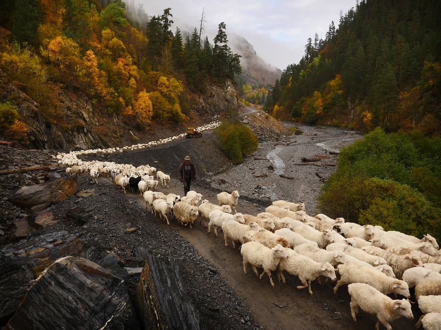 The Mountain Shepherds In Georgia