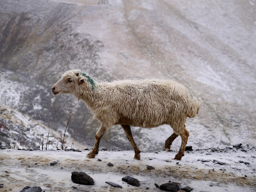 The Mountain Shepherds In Georgia