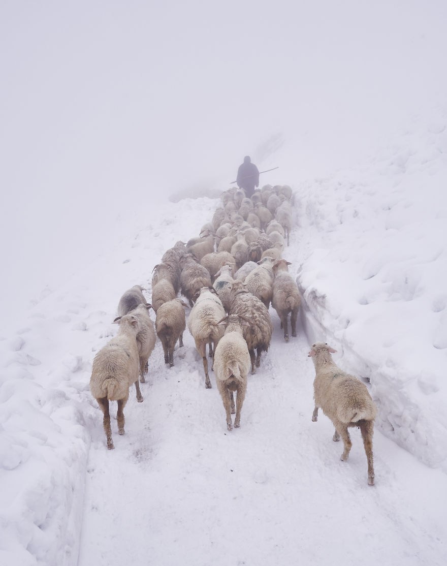 The Mountain Shepherds In Georgia The Mountain Shepherds In Georgia