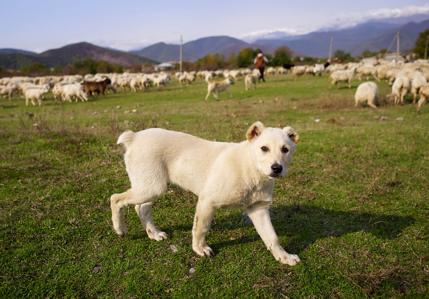 The Mountain Shepherds In Georgia