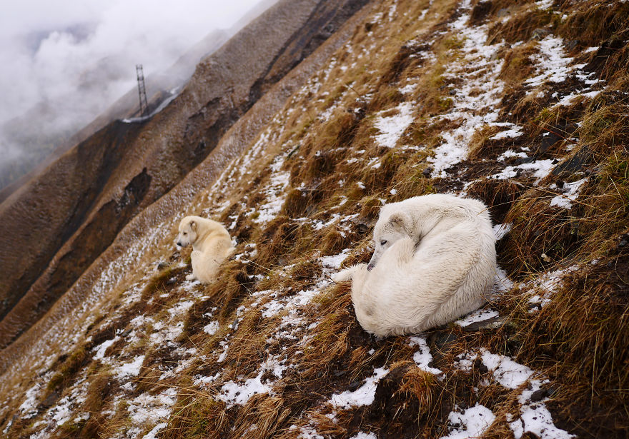 The Mountain Shepherds In Georgia