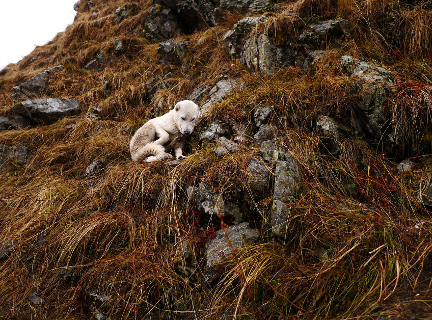 The Mountain Shepherds In Georgia