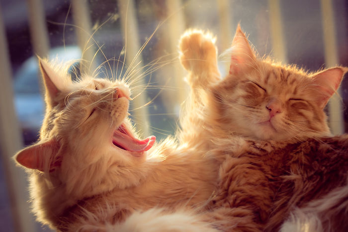 Following The Lives Of My Two Brother Cats For 6 Years